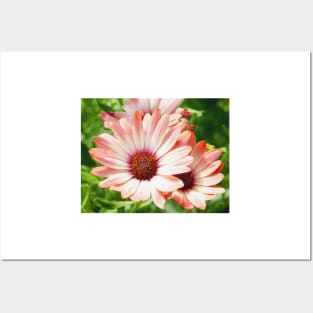 Macro Pink Cinnamon Tradwind Daisy Flower in the Garden Posters and Art